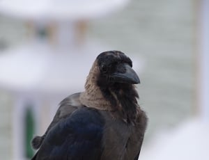 macro photography of black and brown bird thumbnail
