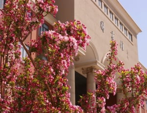 pink flower tree near beige concrete building during daytime thumbnail