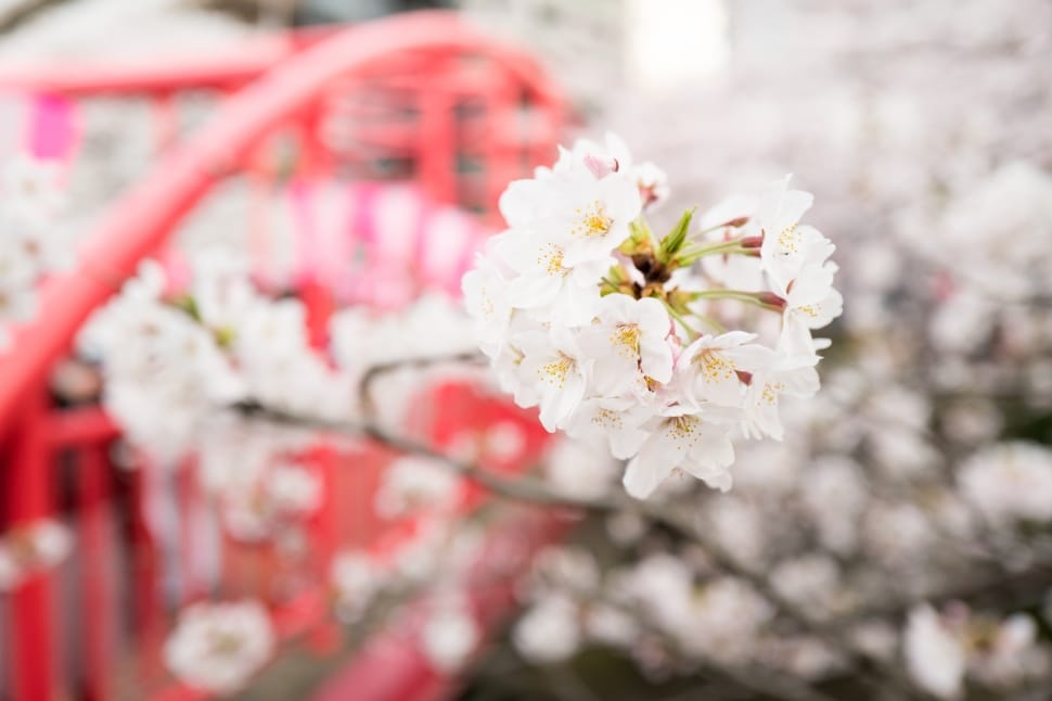 selective focus of white cherry blossoms preview