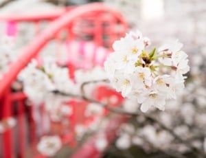 selective focus of white cherry blossoms thumbnail