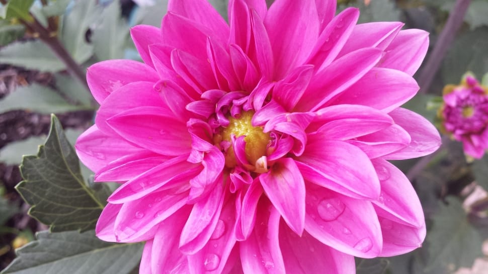 pink petal flower preview