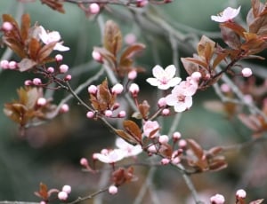selective focus photo of pink and white cherry blossoms thumbnail