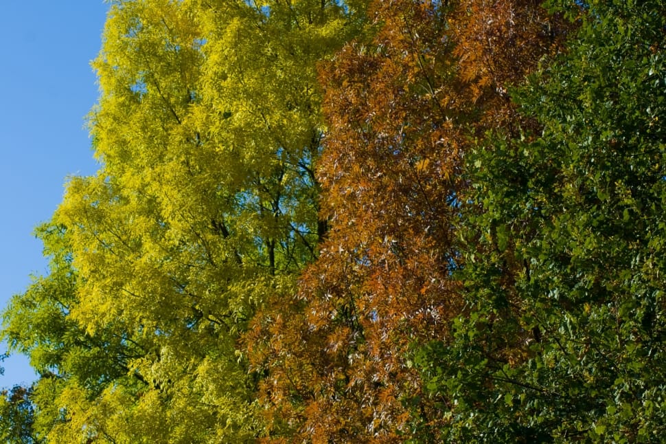 Foliage, Colorful Leaves, Autumn Trees, tree, nature preview