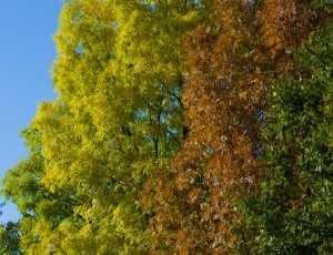 Foliage, Colorful Leaves, Autumn Trees, tree, nature thumbnail