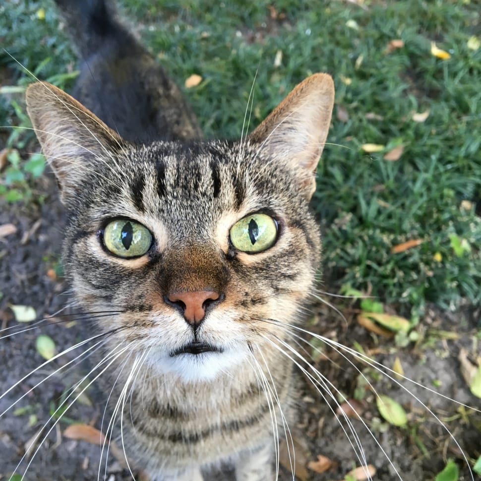 macro shot of brown tabby cat preview