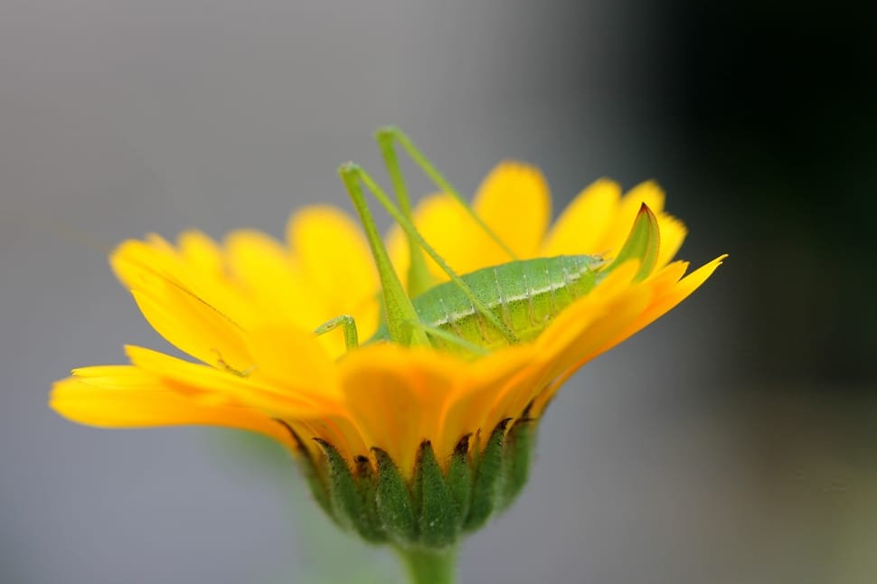green grasshopper preview