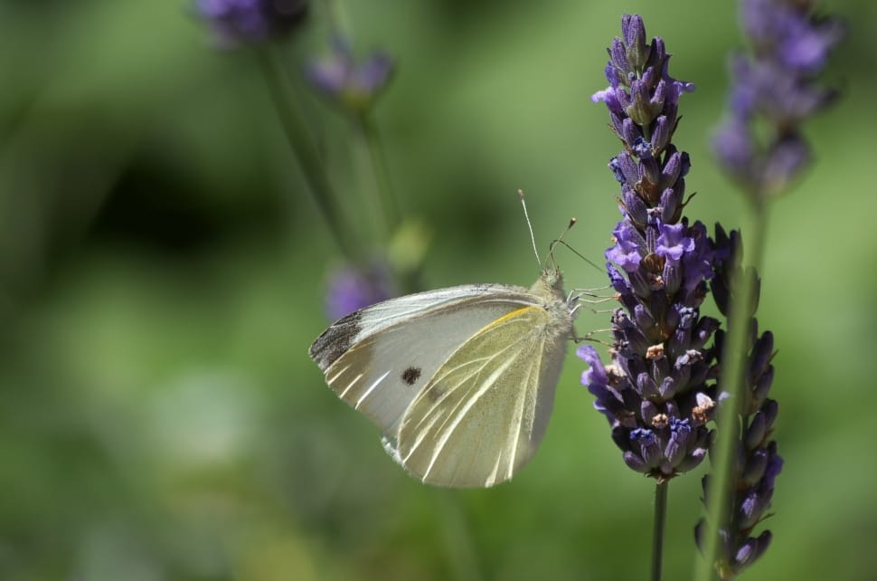 white and yellow butterfly perch in purple flower during daytime preview