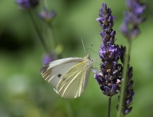 white and yellow butterfly perch in purple flower during daytime thumbnail