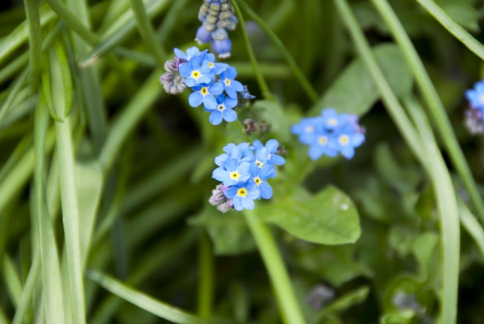 blue forget me not flower preview