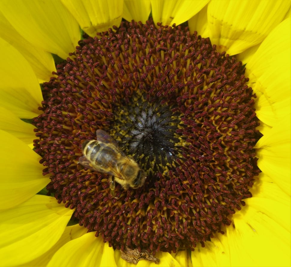 honey bee on yellow sunflower preview