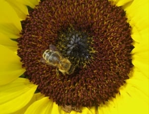 honey bee on yellow sunflower thumbnail