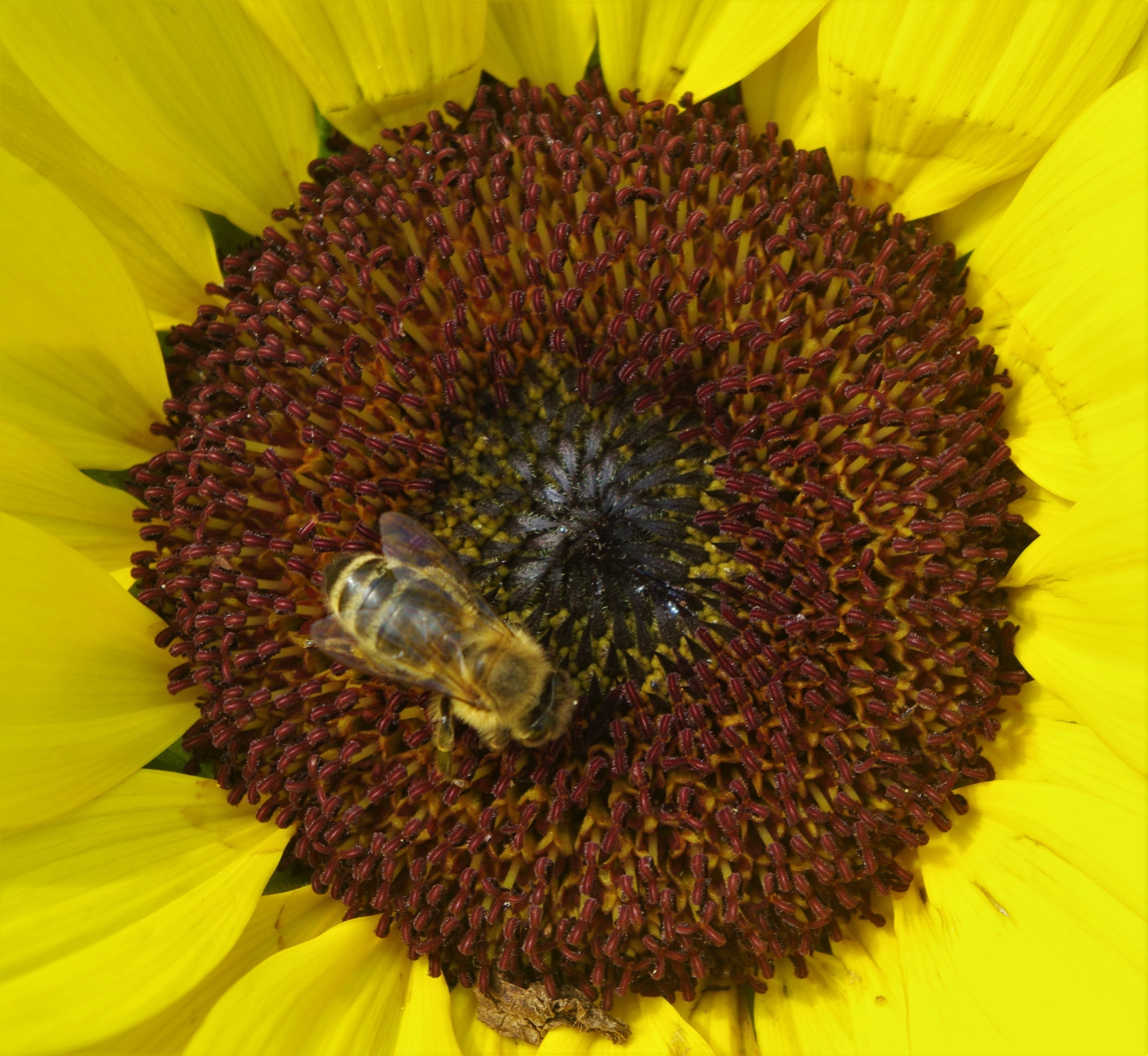 honey bee on yellow sunflower