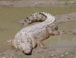brown crocodile thumbnail