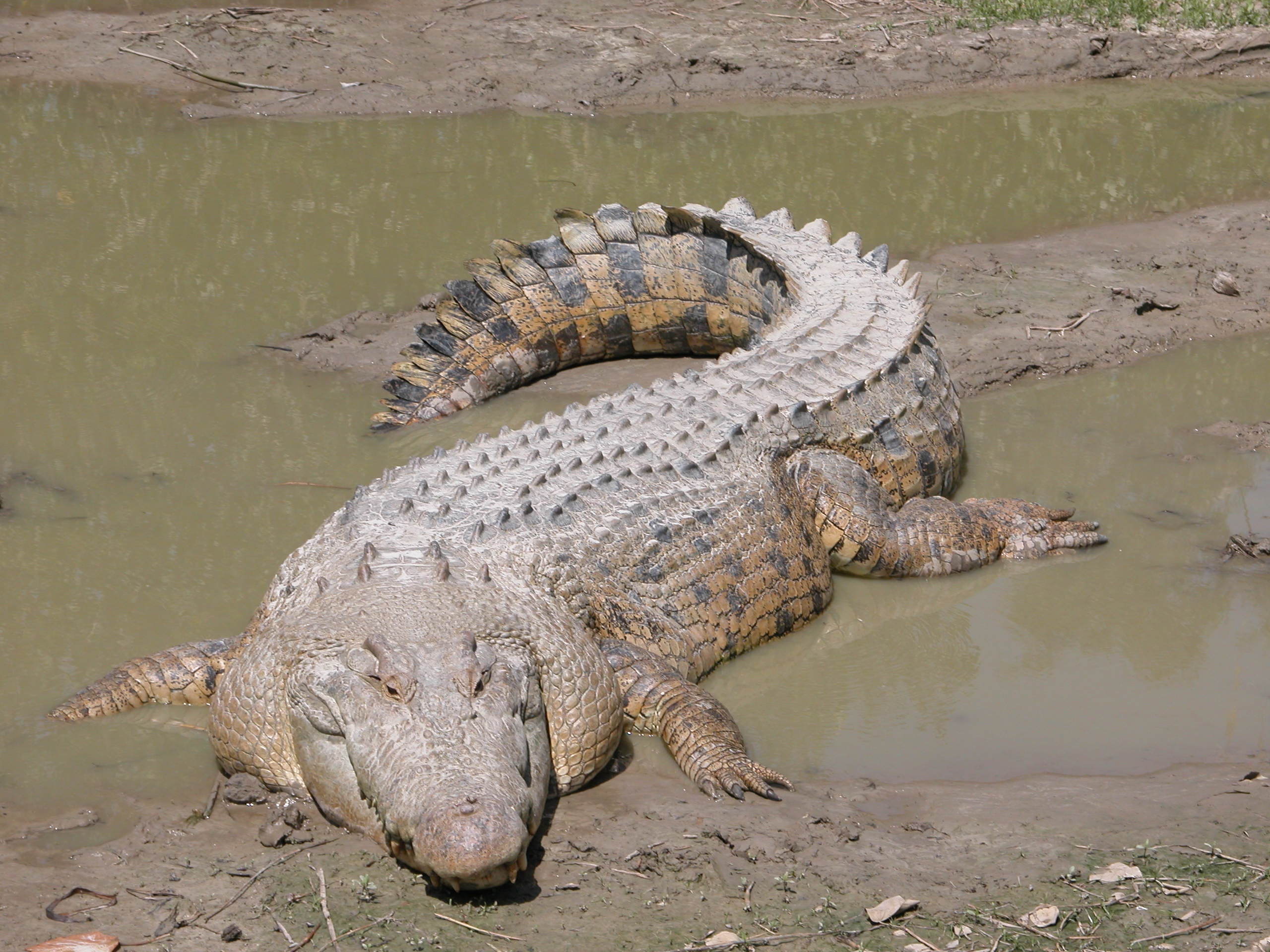 brown crocodile