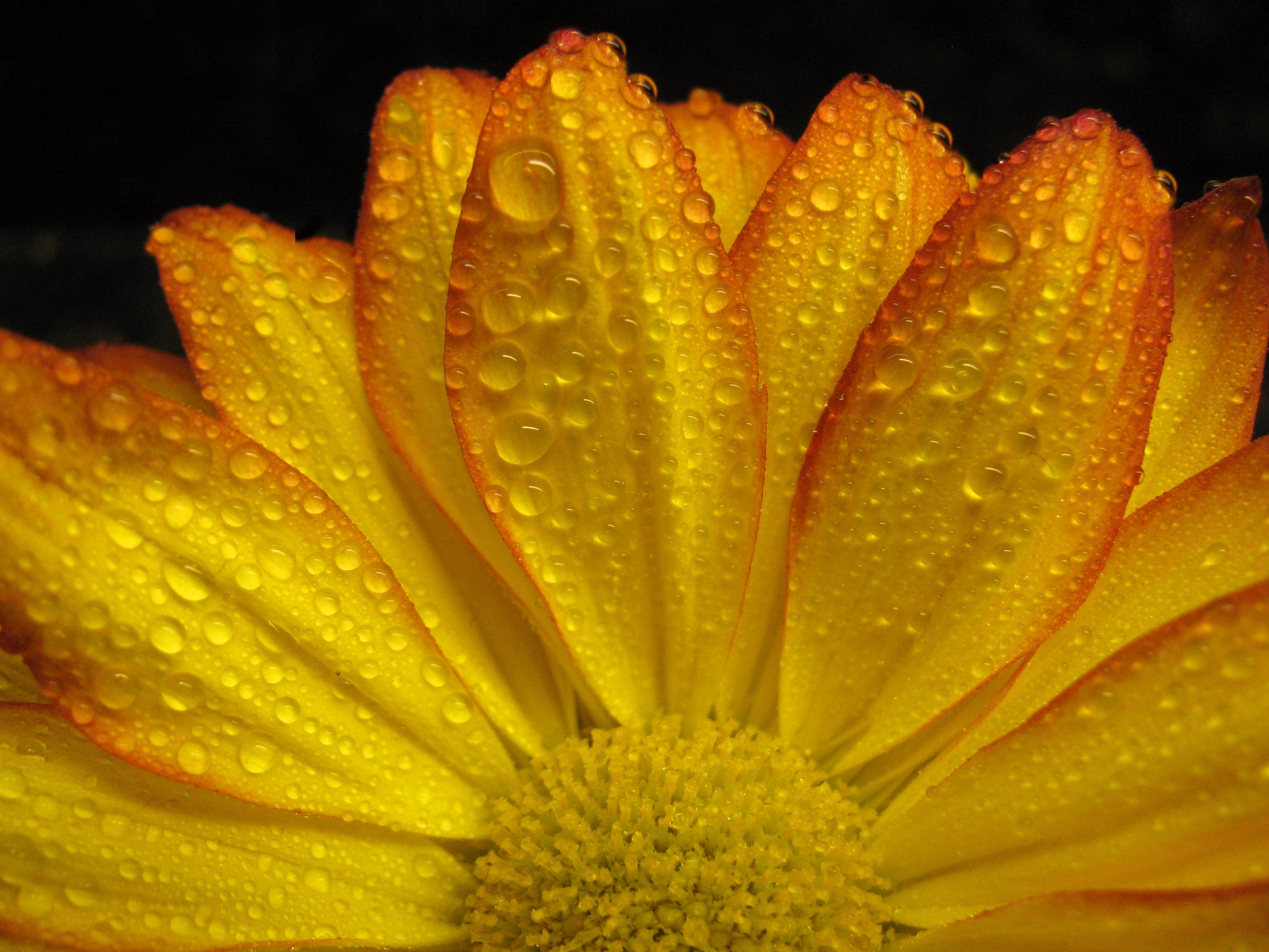 orange and yellow petal flower