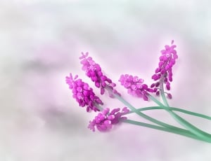 pink plant thumbnail