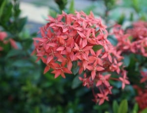 red cluster flower on selective focus photography thumbnail