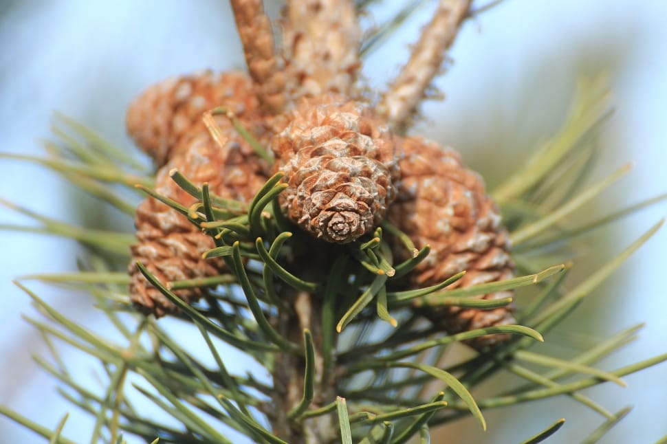 brown pinecones in tree during daytime preview