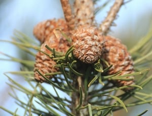 brown pinecones in tree during daytime thumbnail
