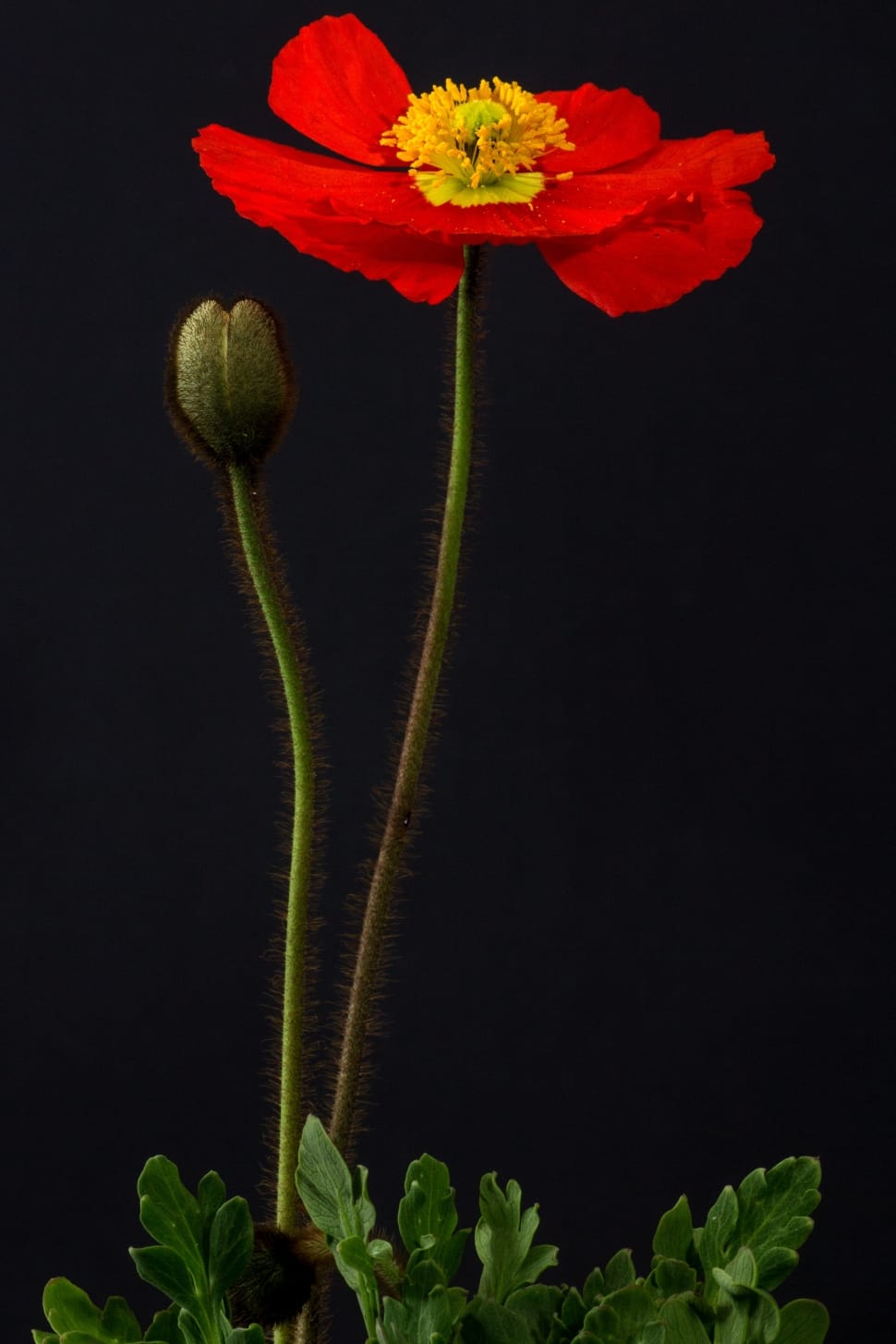 macro photography of red flower preview