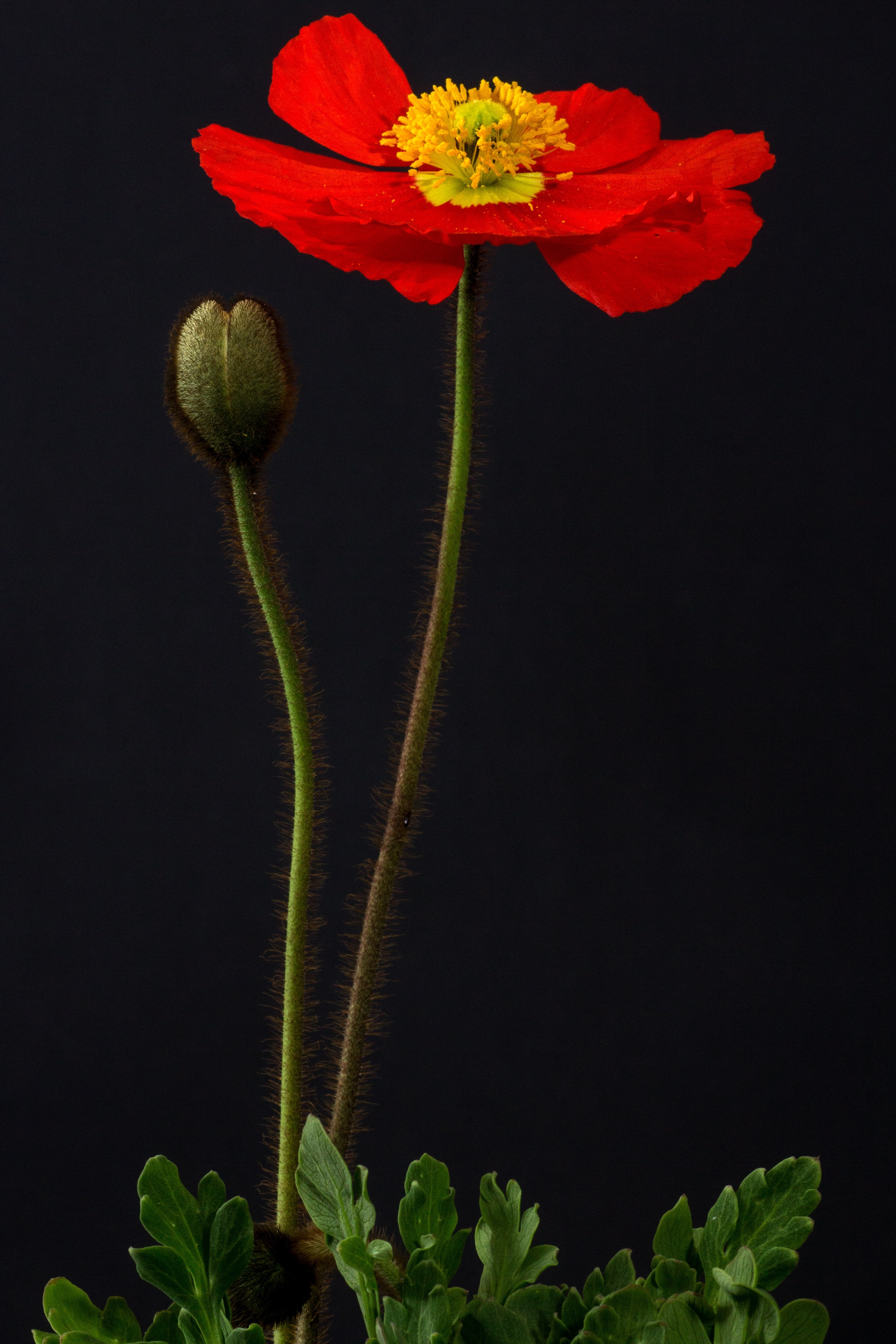 macro photography of red flower