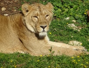 Savannah, Animal, Africa, Lioness, one animal, animals in the wild thumbnail