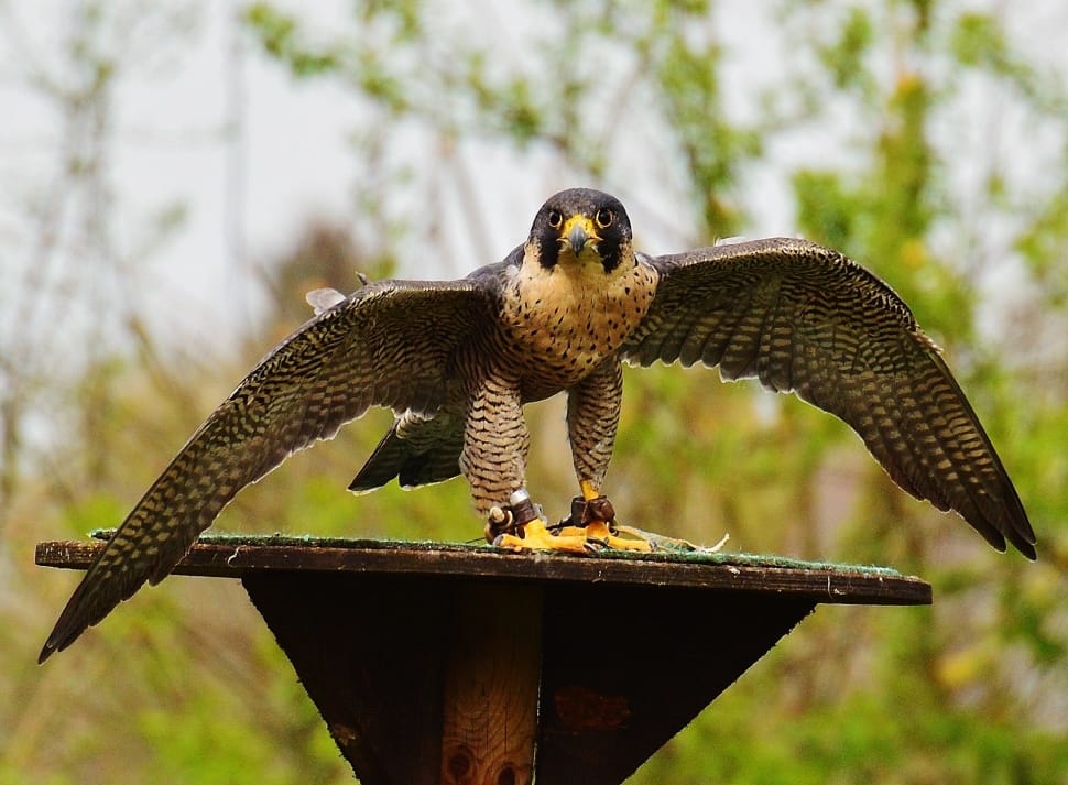 falcon perched on brown wooden pole preview