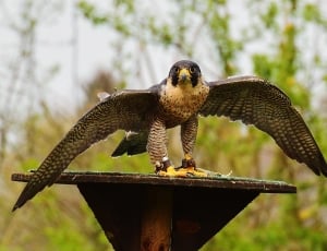 falcon perched on brown wooden pole thumbnail