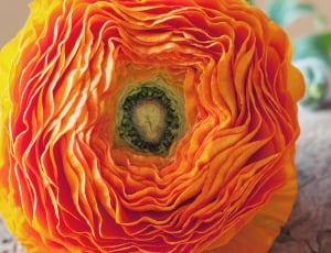 close photo of orange flower thumbnail