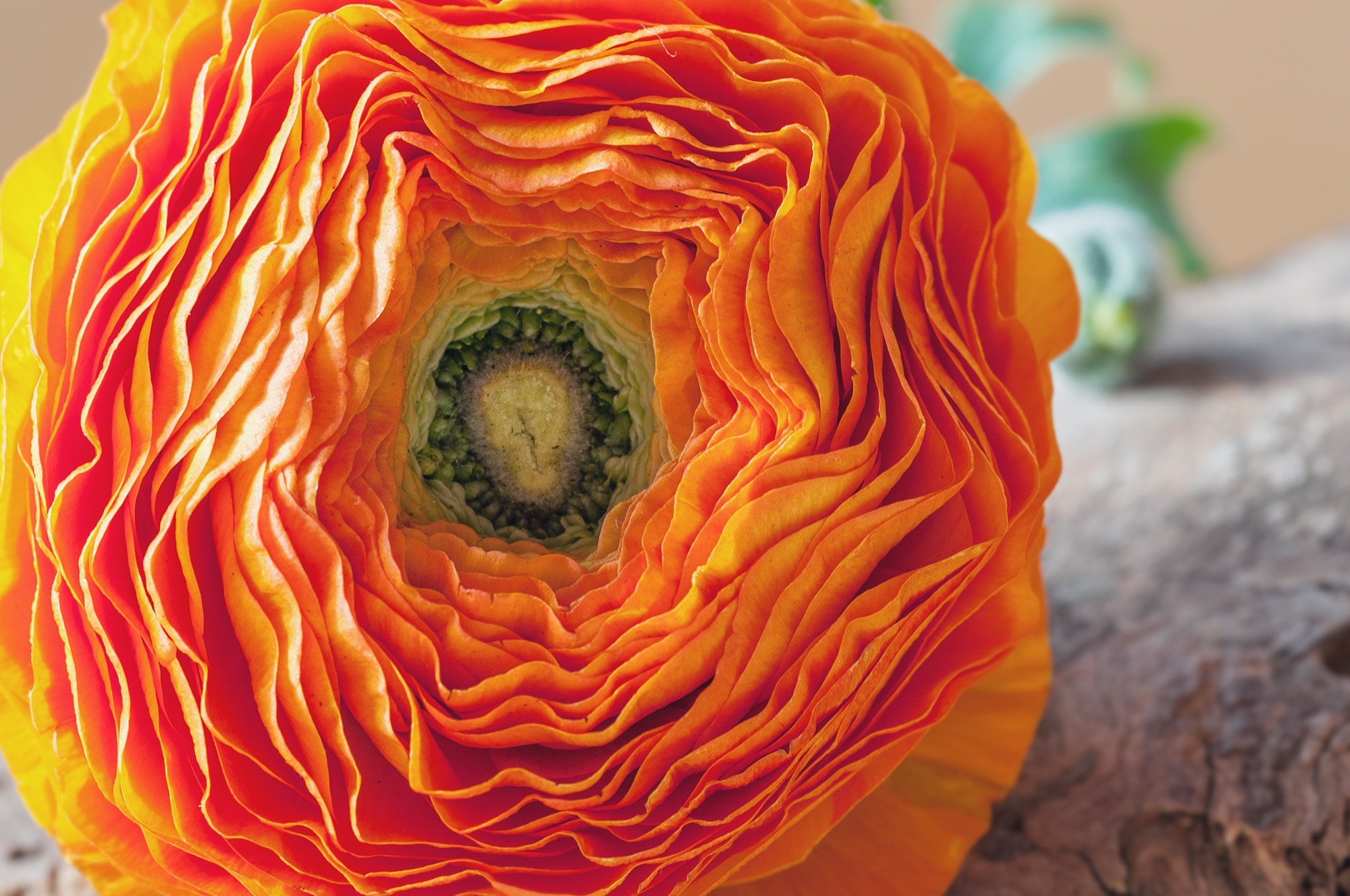 close photo of orange flower