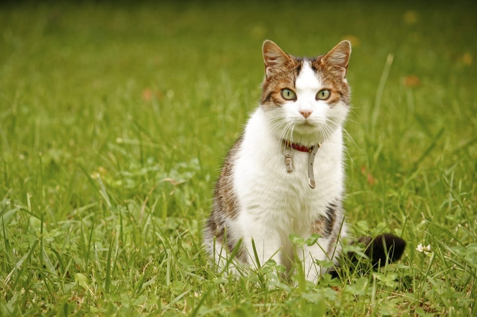 Cat, Domestic Cat, Animal, Mieze, grass, one animal preview