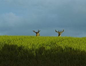 2 brown deers thumbnail