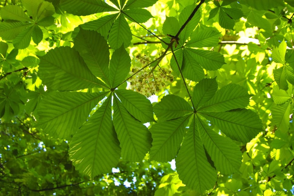 Natural, Nature, Chestnut, Leaves, Plant, leaf, green color preview