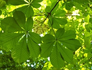 Natural, Nature, Chestnut, Leaves, Plant, leaf, green color thumbnail