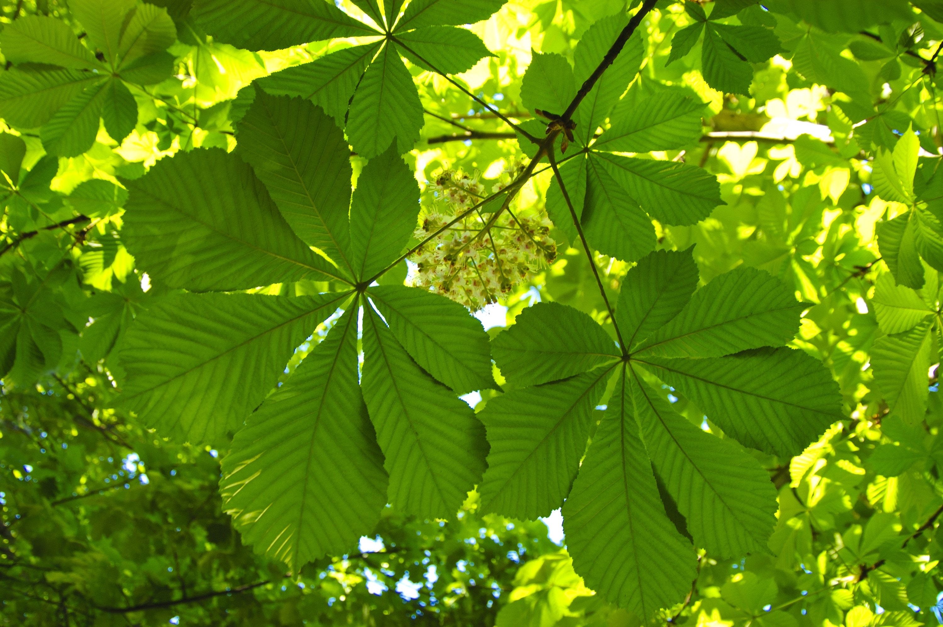 Natural, Nature, Chestnut, Leaves, Plant, leaf, green color