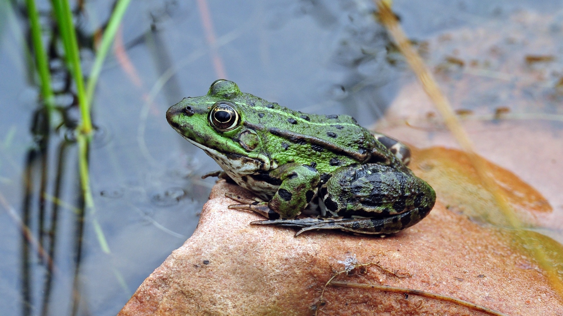 green and black frog