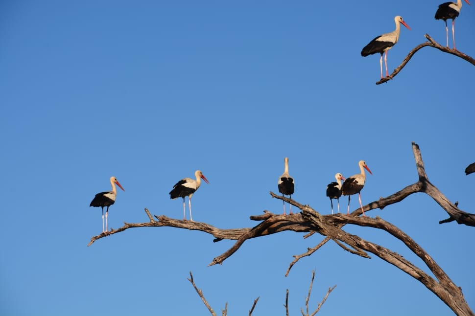 flock of storks preview