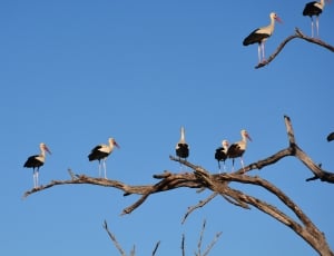 flock of storks thumbnail