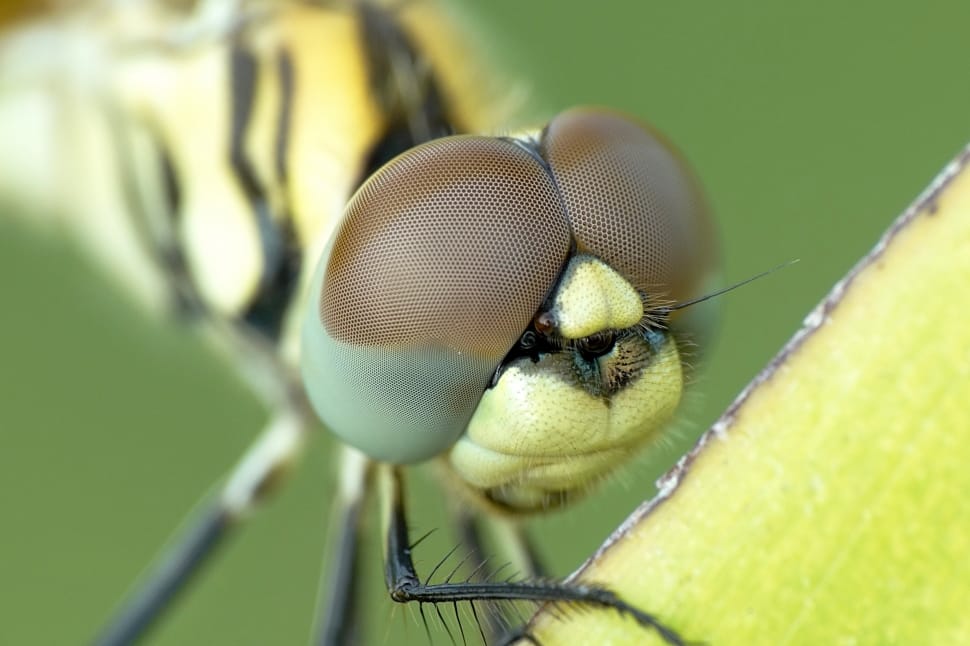 shallow focus photography of yellow and black damselfly preview