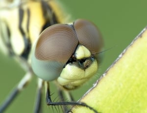 shallow focus photography of yellow and black damselfly thumbnail