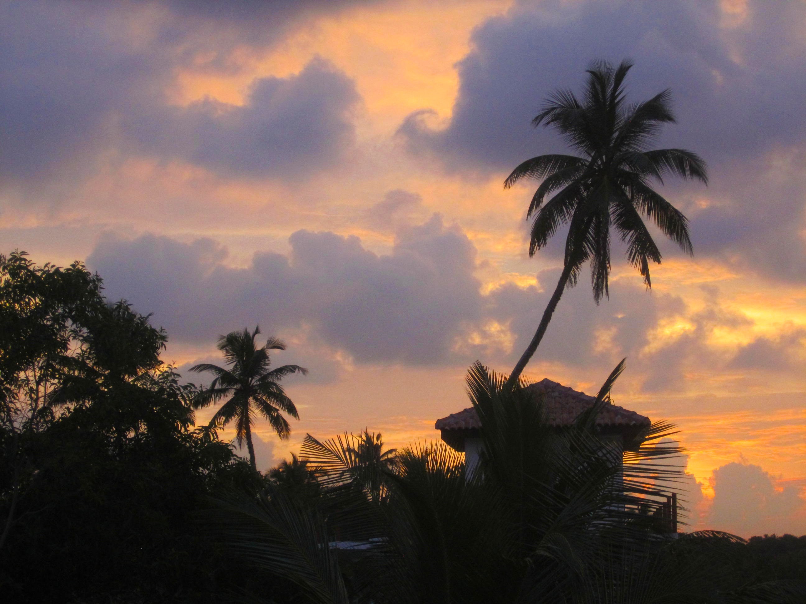 coconut trees on sunset