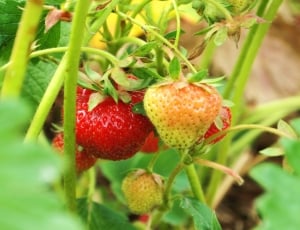 red and green strawberries thumbnail