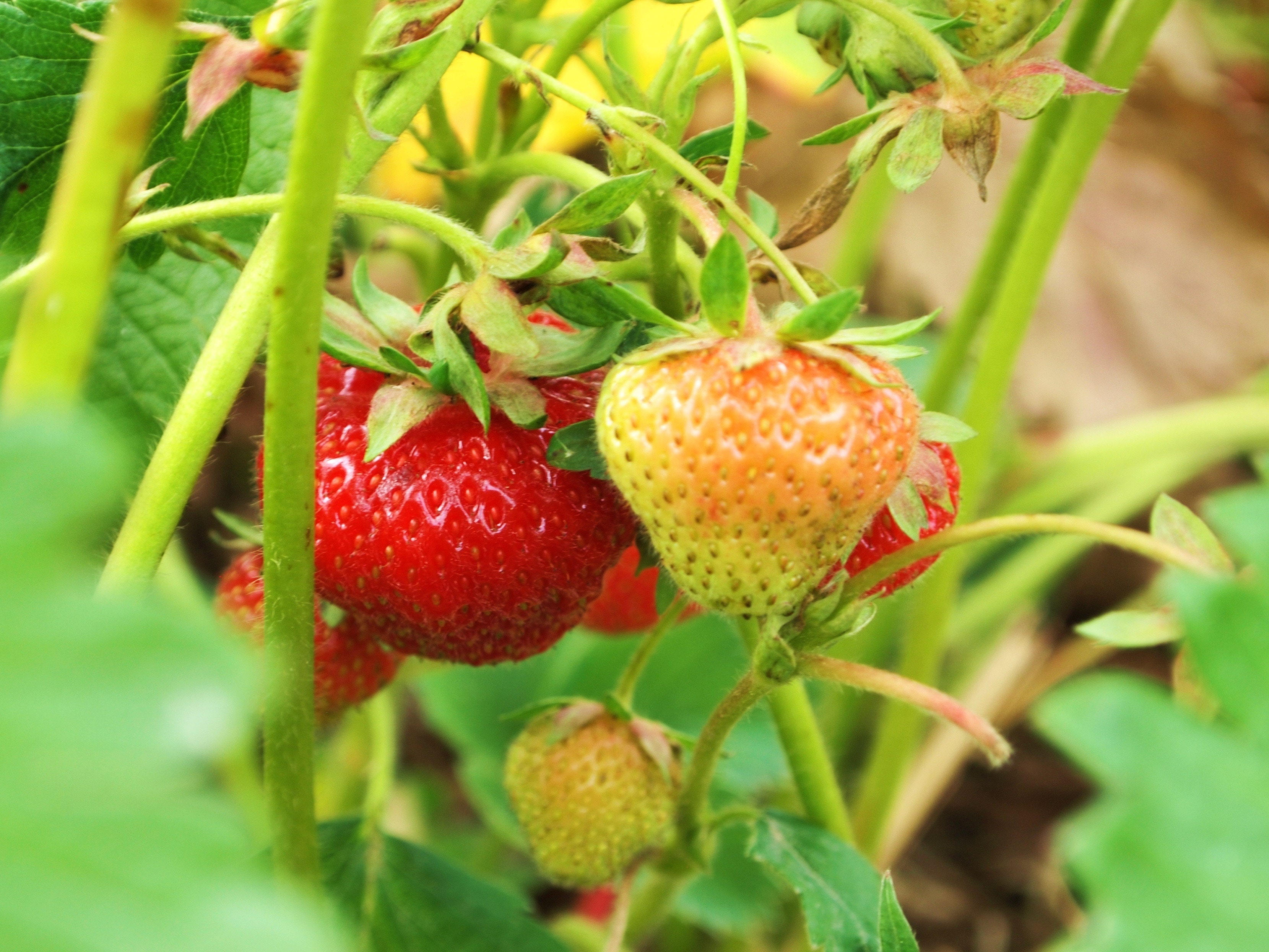 red and green strawberries