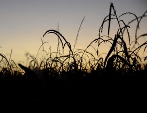 silhouette of grass thumbnail