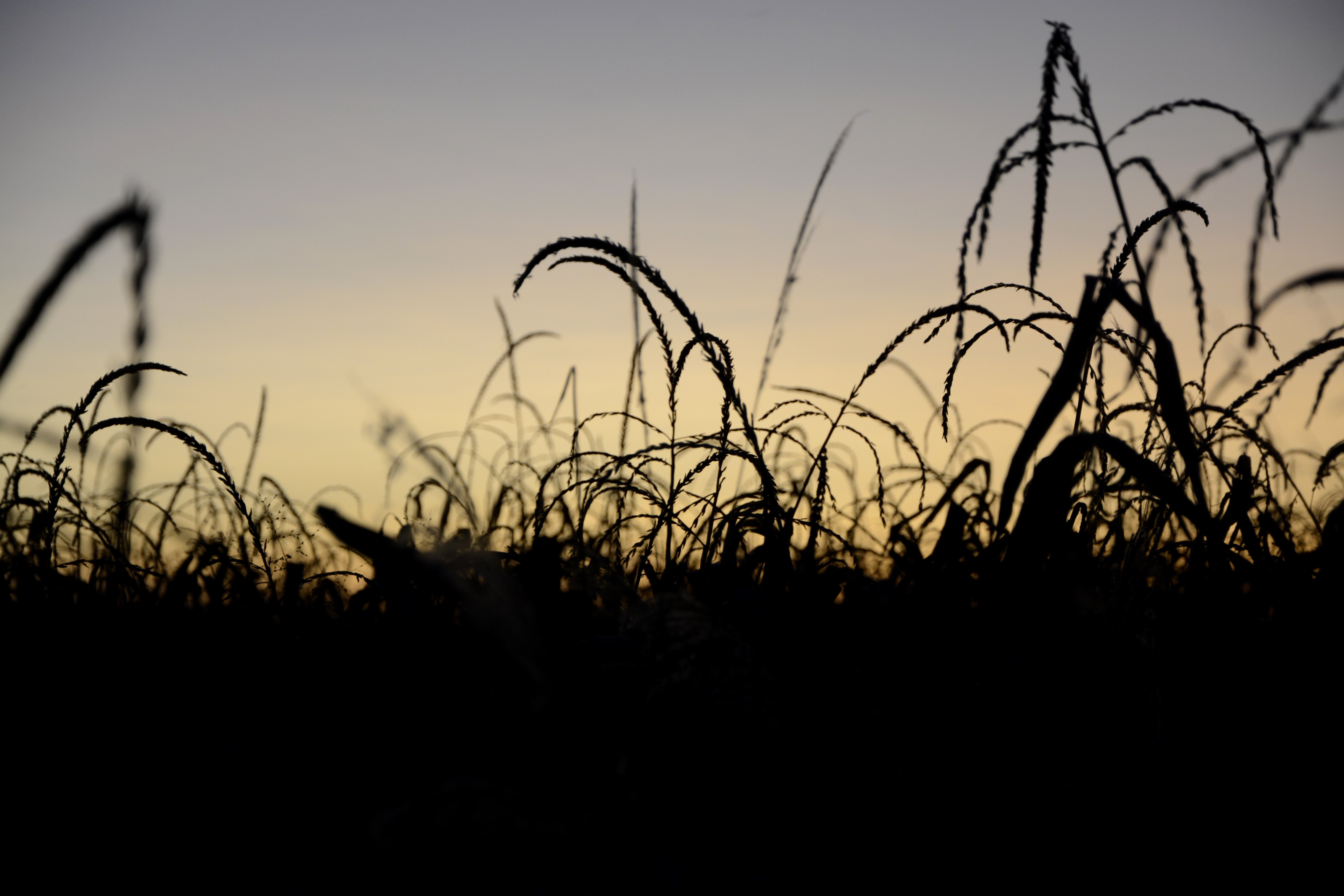 silhouette of grass