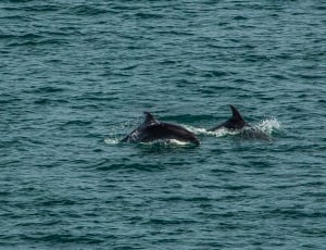 two dolphins on body of water thumbnail