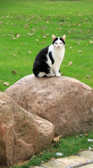 black and white cat thumbnail