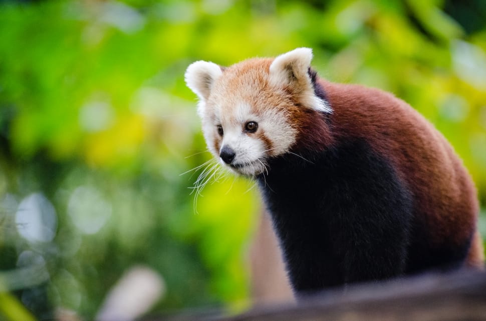 red panda preview