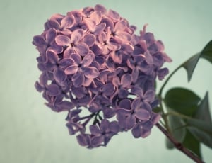 pink flowers with brown stem thumbnail