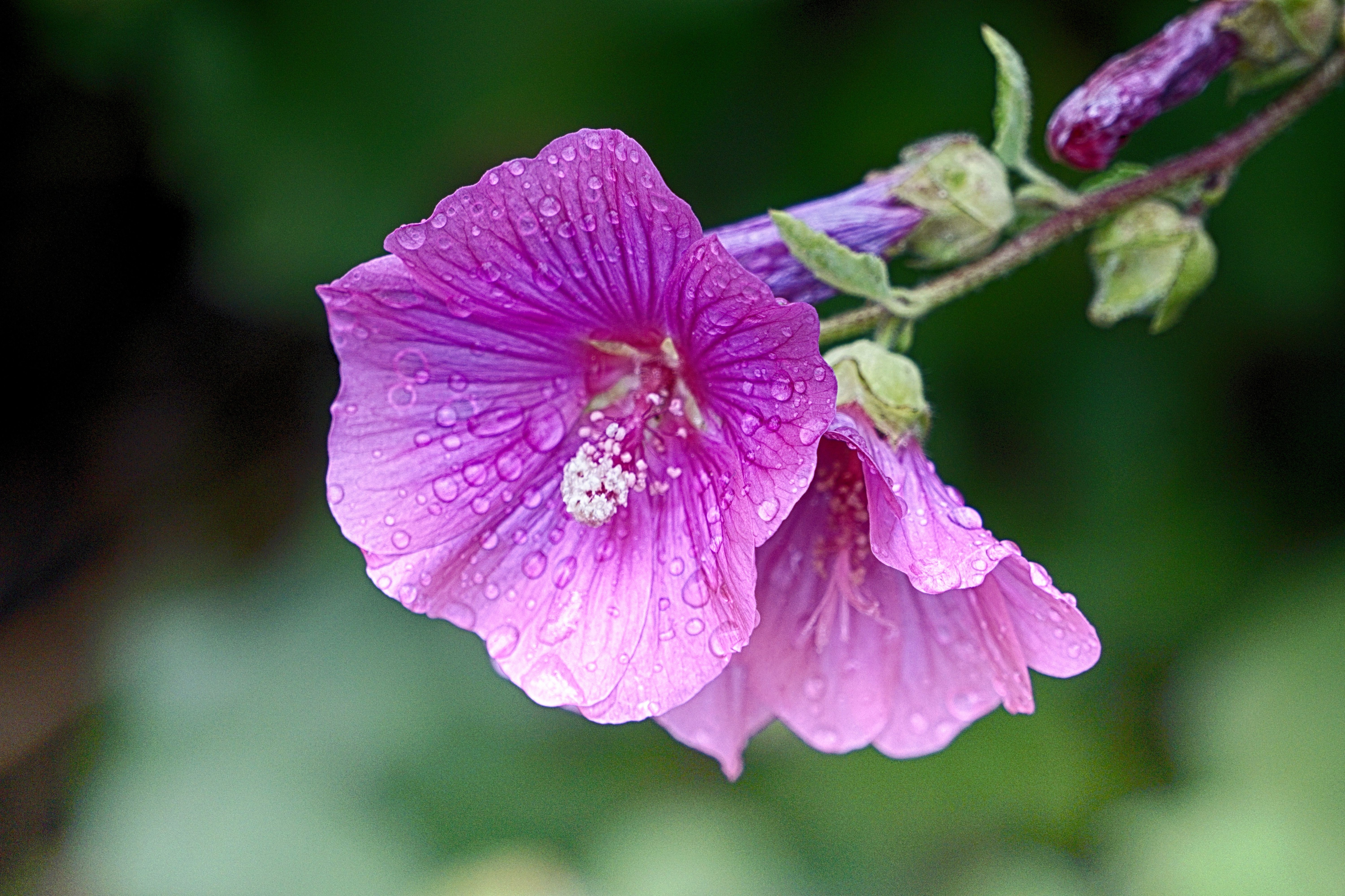 purple flower plant